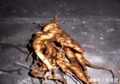 人参|意外挖到人参留念,第二天回看照片,吓出一身冷汗