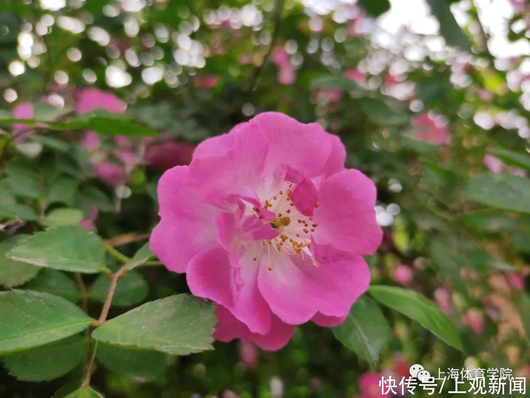 上海理工大学|这些校园里，藏着夏日最美的风景