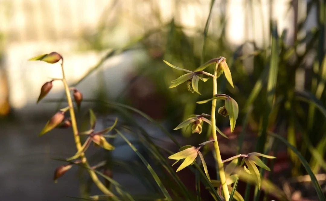 自制|养兰花的肥料可以自制吗?自制氮、磷、钾肥,真的不太难