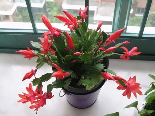 蟹爪兰开谢了，做好3步养护，还能快速复花