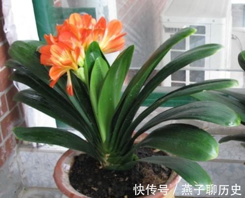 发芽|君子兰浅栽好还是深栽好?可要多留意,发芽开花就靠它