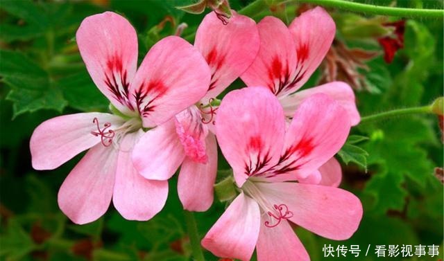 15种便宜花草，原以为很普通，没想到成为花园中的“颜值担当”！