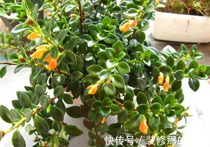 风水学|命里“多金”的5种花,寓意好又贵气,家里养一盆,带来好运气