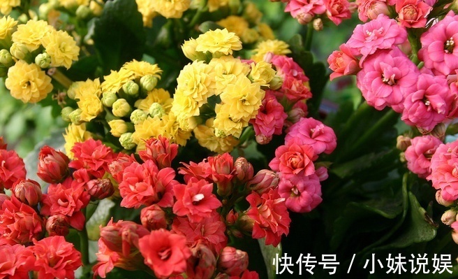 喜欢在家中养护漂亮的花卉,就选择花色绚丽,多姿耀眼的3种花卉