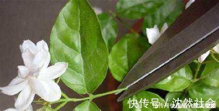 修剪|养茉莉花，只用了一个小诀窍，花开的又多又香，太赞了