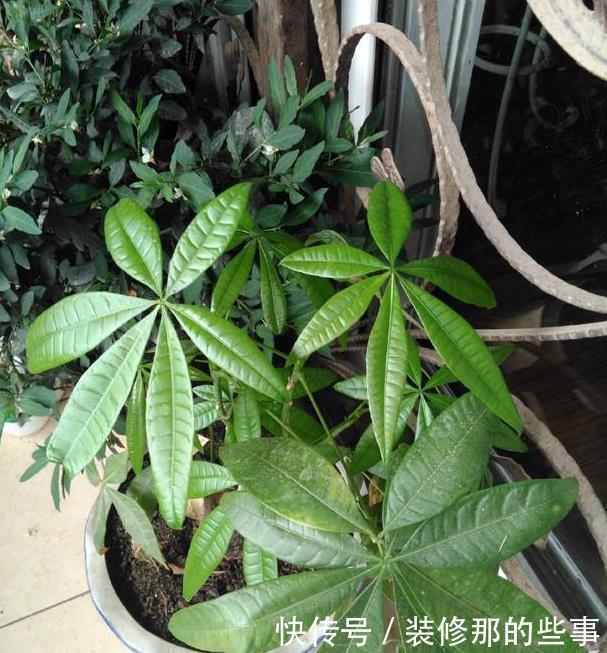 花草长了虫,用家里一些小玩意,一喷就消灭光,药都不用买!