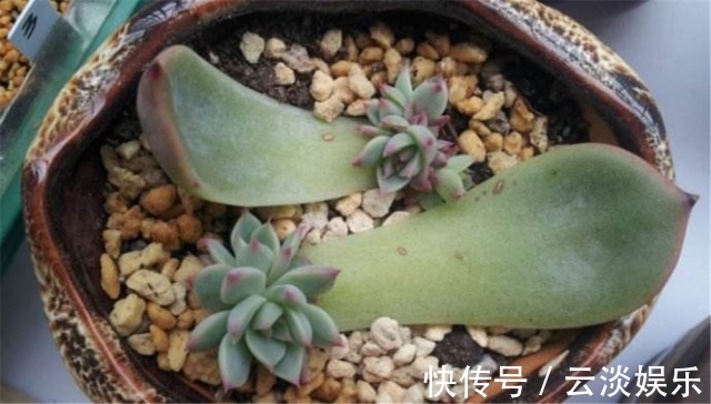 多肉叶插生根快,关键学会1个“旱”字,10天冒白根,个个能成活