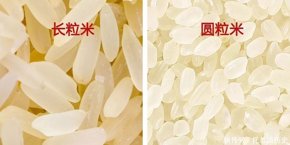 买大米时,长粒米和圆粒米到底有啥区别?很多人不知道,涨知识了!