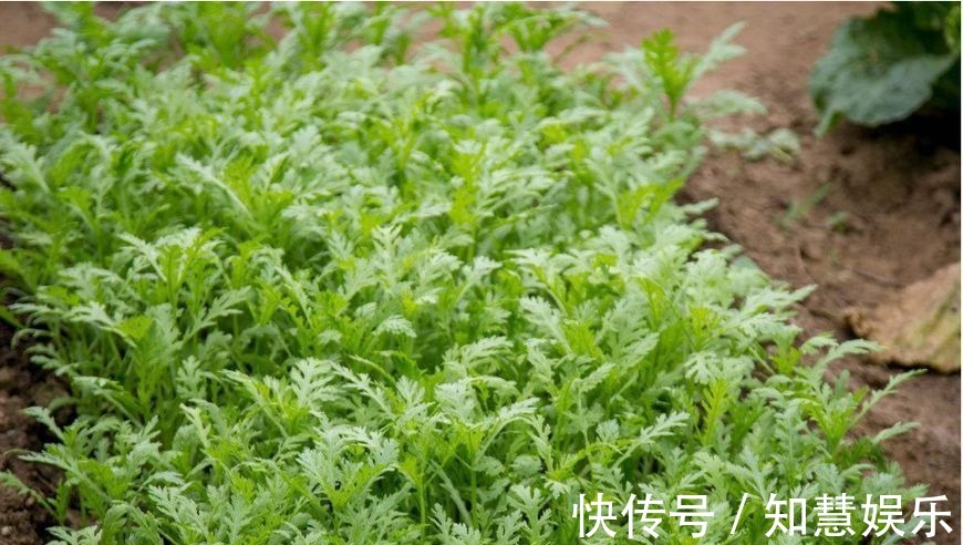 瘡癰腫痛|此菜是天然的”抗癌藥“，拿來做菜吃，抗癌防癌，溫中理氣