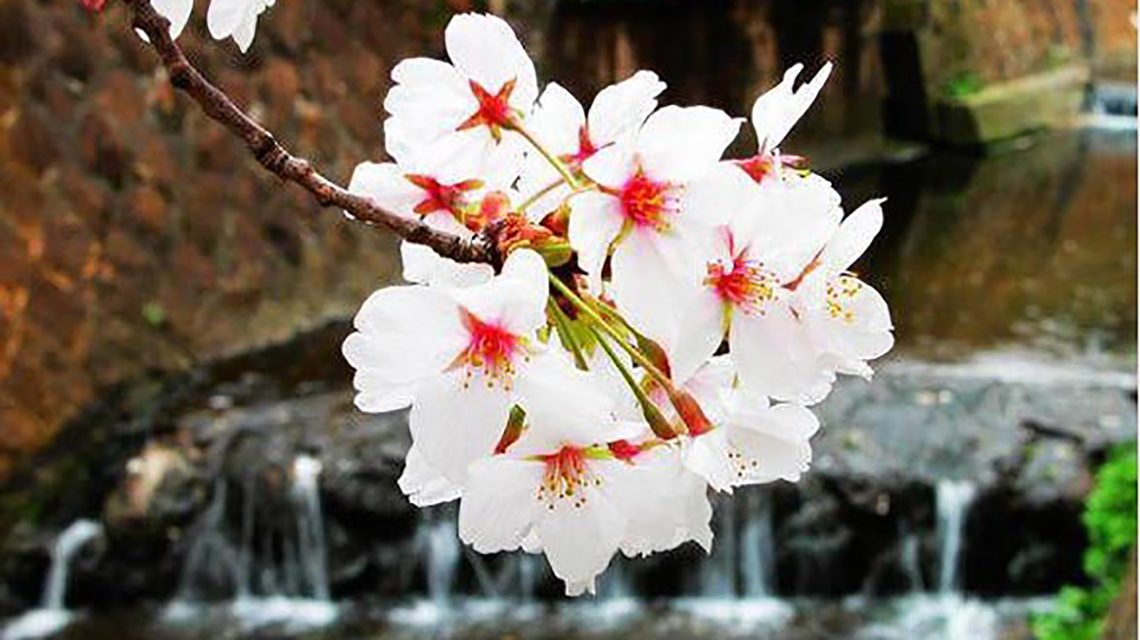 桃花依旧笑春风!唐朝不知名诗人的一首爱情短诗,仅仅28字,就流传千古、脍炙人口