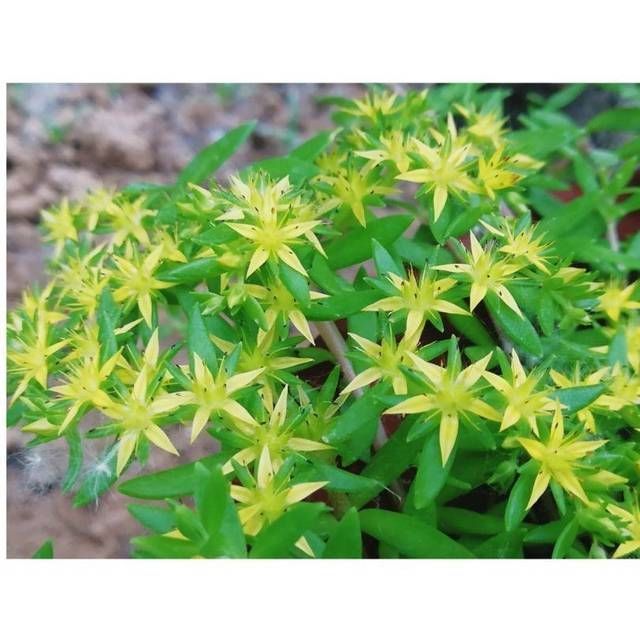 这花扔篮子里就往下垂,长长得像门帘,新手也能养爆盆