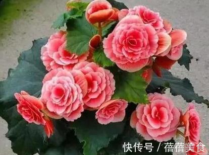 10大漂亮花，值得冬天养一盆，好养易开花，盆盆爆花