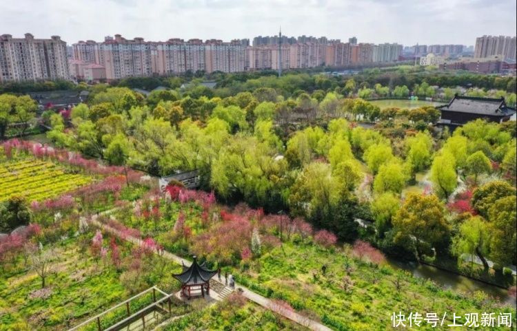 南汇桃花村/新场古镇/浦东红窑……这场浦东的花之约，你来了吗？