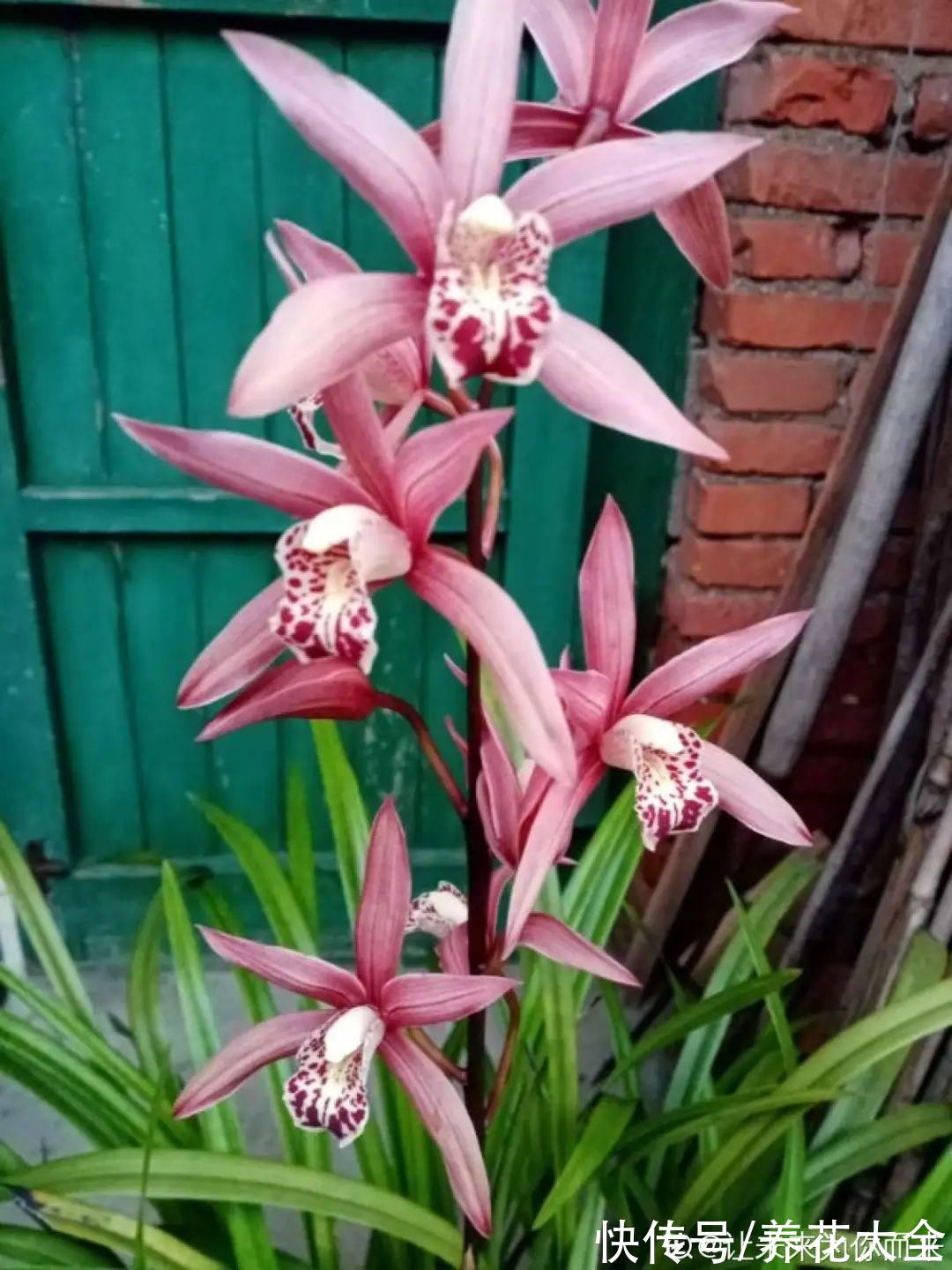 10种花不怕冷,先别搬进屋,放外面冻一冻,开花更旺