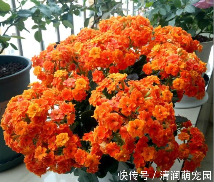 新芽|夏季的长寿花，做好“二少二不缺”，植株健壮不黑腐，新芽能翻倍