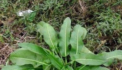 养生|女性想要身体好，可以多吃三种食物，美容养生，有益健康