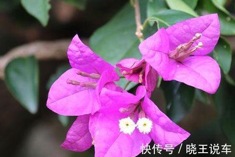 虎皮兰|农历十月初六立冬后,养什么花?以下3种花,福泰安康合家欢乐