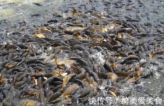 在德国钓鱼“人很惨”，在中国钓鱼“鱼很惨”，差距咋这么大呢？