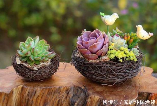  徒长|室内养花容易徒长？教你2个方法，第2种效果最好，大棚主都在用