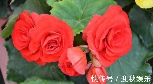 众说纷纭,丽格海棠真的难养它只是生长条件高,养开花并不难