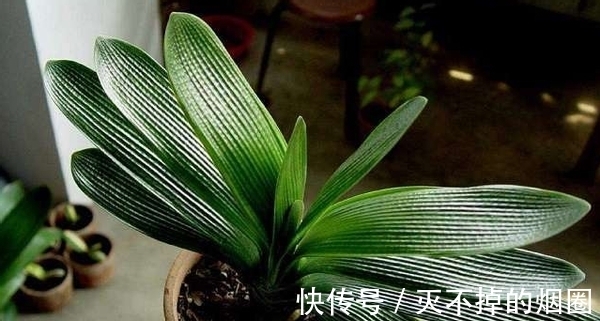 君子兰|善用酒水养叶、酵素壮根、松针松土,养君子兰才能观花赏叶