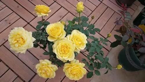 月季花|新品阳台盆栽月季，不输果汁阳台，植株低矮，四季花开，还很好养