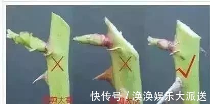 养花修剪“学问大”,老花匠教你怎么修剪,才能突突冒花!