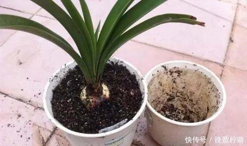 土质|最不适合养花的几种土壤,千万不要用,否则黄叶烂根养不活!