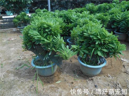 老花农都爱养的四大辟邪花卉,养一盆避邪镇宅,你家养了没?