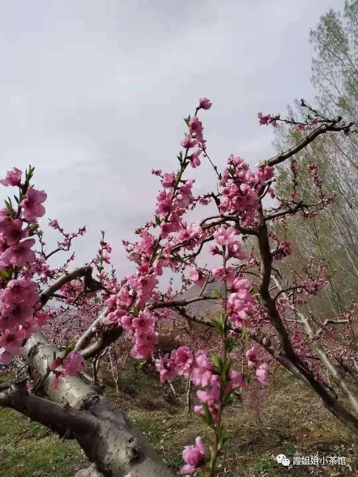 花开，莫错过归期