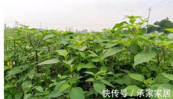 新鲜的没人吃,腌咸菜却是一绝,用它炒饭很开胃,还是酒席压轴菜