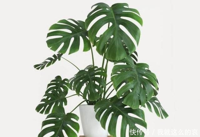 家里养8种花,要少晒太阳,没有阳光也能长势旺盛!