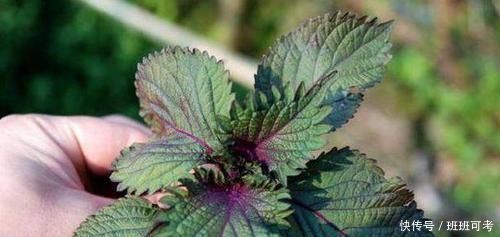 名字|農(nóng)田里最出眾的野草，名字很贊，其散發(fā)的香氣價(jià)值非常高