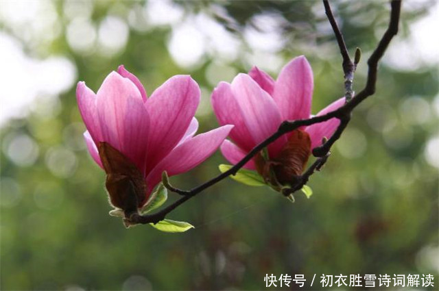  早春辛夷花六首：空庭向晚春微雨，红胭脂染小莲花