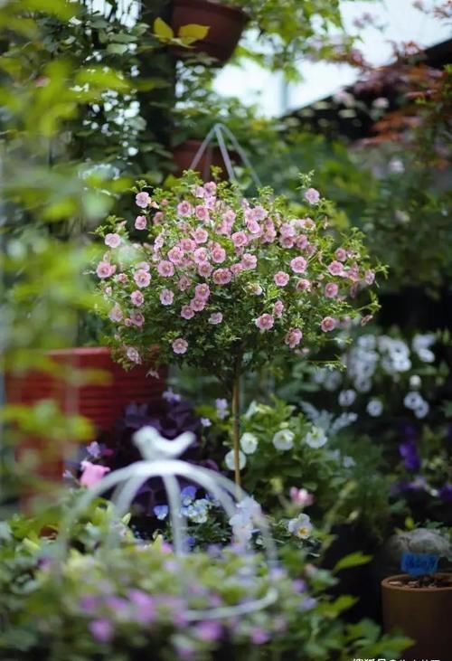 这份让春季花园“爆花”的清单你收藏一下吧！