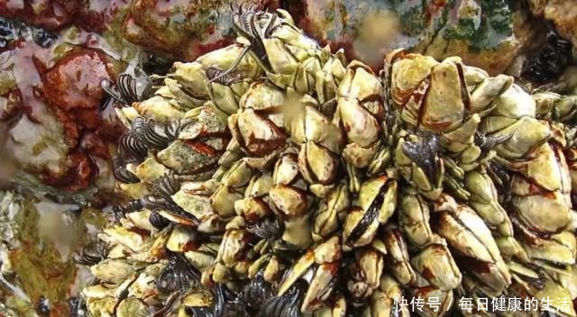 蓝龙虾|4种极品海鲜,味道极致鲜美,价格昂贵吓人,一般人还是看看就好