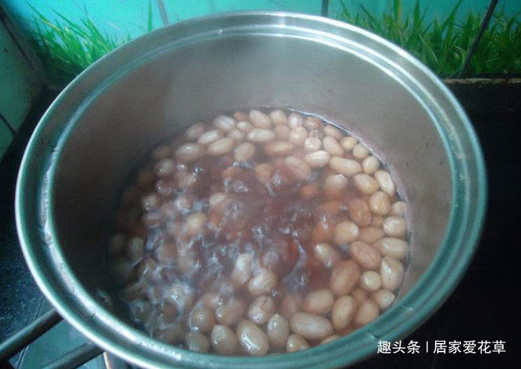 养君子兰，花盆里埋上10粒它，3个月蹿出4片新叶，开花50朵