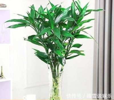 富贵竹不生根一种“液体”泡10天,冒出一圈小白根,越长越精神