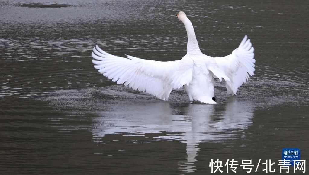 甘肃省|甘肃：候鸟冬憩洮河湿地