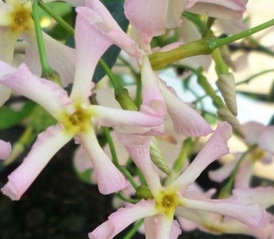 别养桂花了此花浇水就活,一年花开180天,家里种2棵特别香