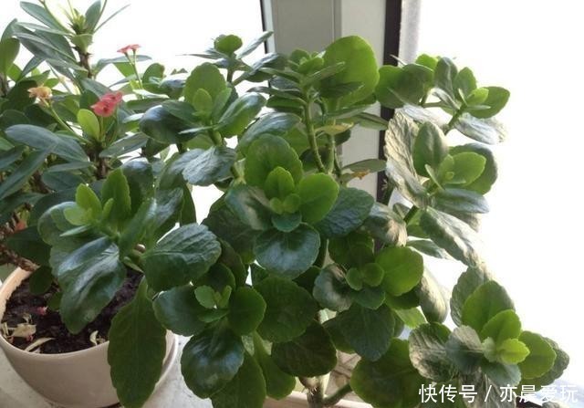 迎刃而解|长寿花不长花苞,那就用这招,问题迎刃而解