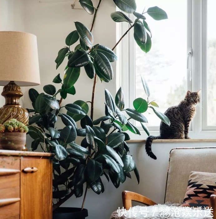 叶子|想让橡皮树越长越旺6个“关键点”要做好,植株丰满叶子油绿