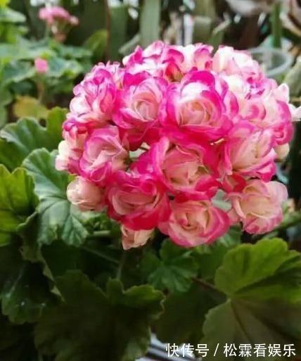 此花一开就300天以上,冬天不怕冻、开得艳,枝条丢盆里就能活