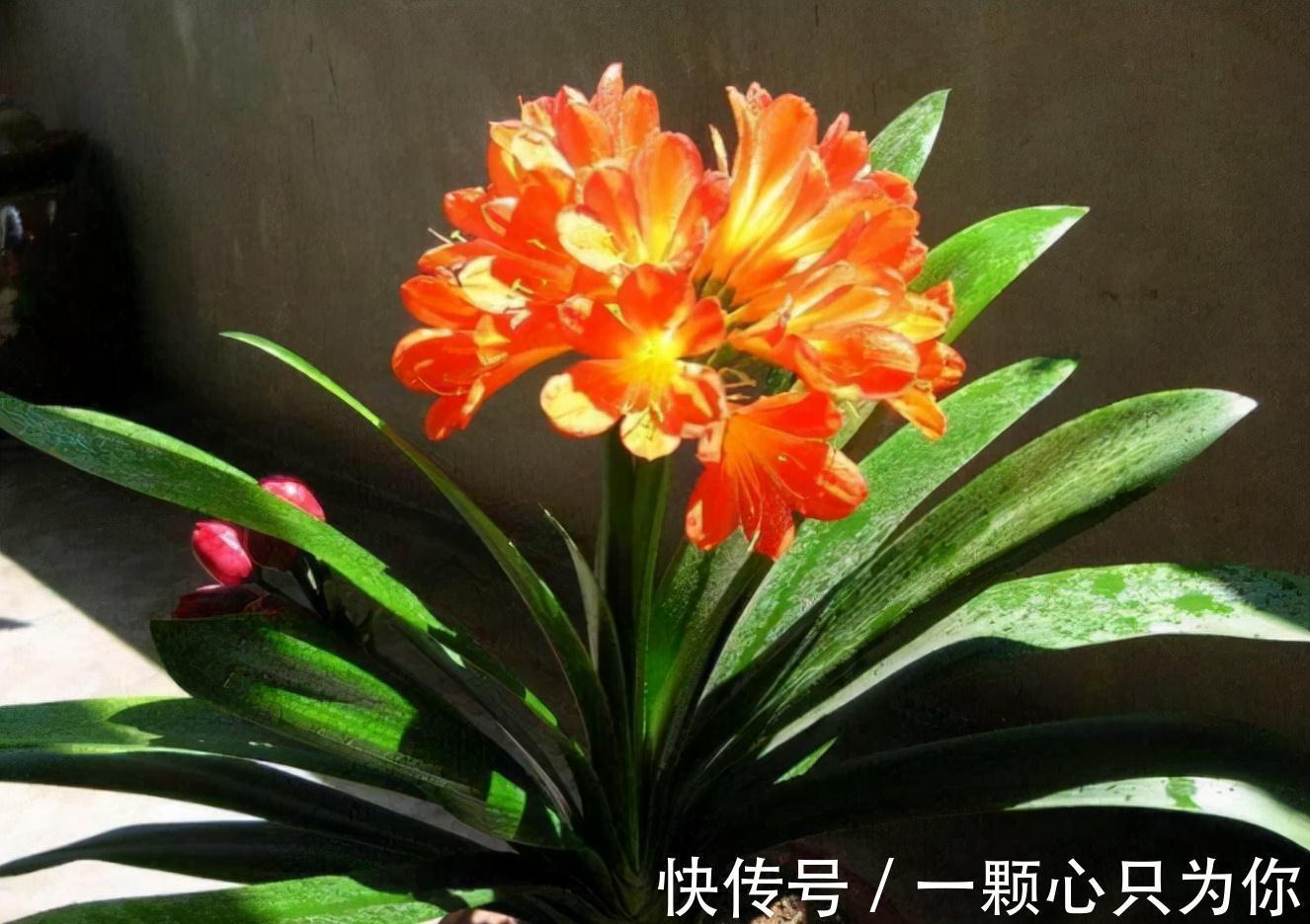 4个“因素”影响君子兰开花,如果操作不当,就会出现“夹箭”