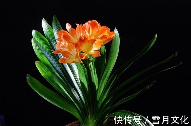 养君子兰时，做好这几点，保准让其越长越旺！