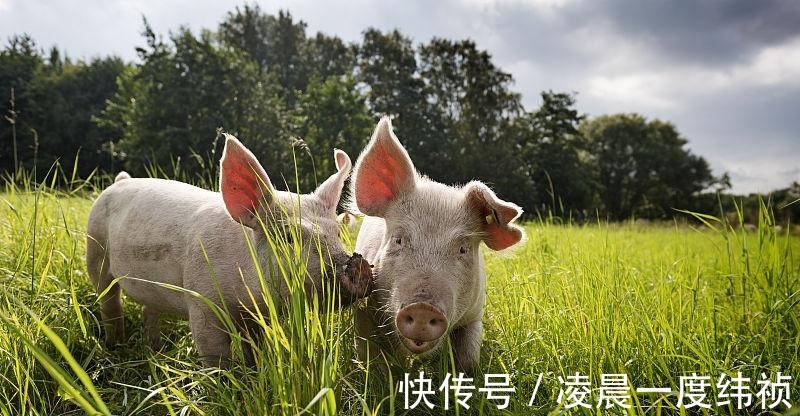 运势|生肖猪运势上升，取得极好的挣钱时机，将会有一大笔意外之财降临