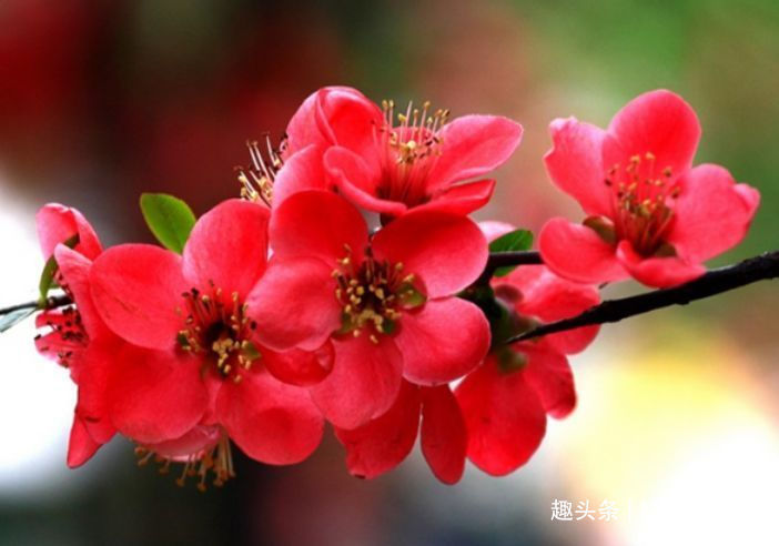 种花人|家里养这几款植物,一开就是大半年,沾土就活,新手也能养的好!