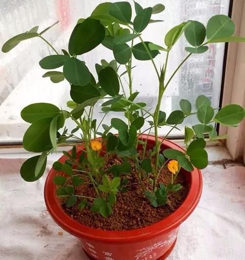  一大|买来的花生米直接撒花盆里养，没过一周就长满一大盆，要不要吃掉