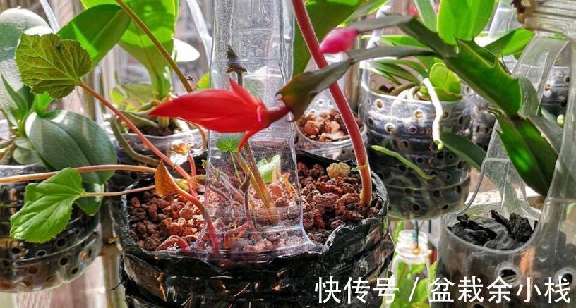 要务|塑料瓶养花的妙用，选花盆的第一要务是什么