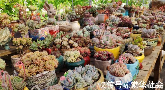 养多肉不能耽误生长，养状态也不能伤根，把根养好，自己就变漂亮